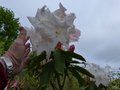vignette Rhododendron Loderi King Georges gros plan des trs grosses fleurs parfumes au 06 04 14