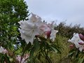 vignette Rhododendron Loderi King Georges gros plan des trs grosses fleurs parfumes autre vue au 06 04 14