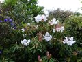 vignette Rhododendron Loderi King Georges et Augustinii Hillier's dark form en compagnie au 06 04 14