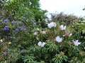 vignette Rhododendrons en compagnie au 06 04 14