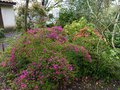 vignette Azalea japonica petites fleurs mauves au 06 04 14