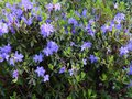 vignette Rhododendron Augustinii St Tudy bien fleuri au 05 04 14