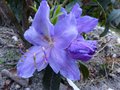 vignette Rhododendron Augustinii Blaneys blue gros plan au 07 04 14