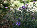 vignette Rhododendron Augustinii Lassonii au 08 04 14