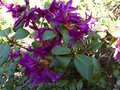 vignette Rhododendron Concinum pseudoyanthinum trs color au 08 04 14