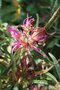 vignette Rhododendron stenopetalum Linearifolium