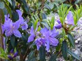 vignette Rhododendron Augustinii Blaney's blue au 10 04 14