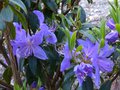 vignette Rhododendron Augustinii Blaney's blue gros plan des grandes fleurs au 10 04 14