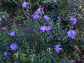 vignette Rhododendron Augustinii Lassonii autre vue au 10 04 14