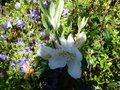 vignette Rhododendron Fragantissimum bien parfum au 10 04 14