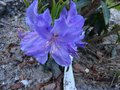vignette Rhododendron Augustinii Blaney's blue gros plan de ses belles grandes fleurs au 08 04 14
