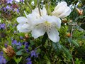 vignette Rhododendron Fragantissimum bien parfum au 11 04 14