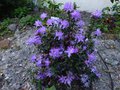 vignette Rhododendron Litangense magnifique au 12 04 14