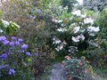 vignette Rhododendrons en compagnie  l'ouest du jardin au 12 04 14