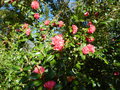vignette Camellia 'Anticipation'