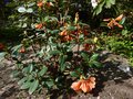 vignette Rhododendron Cinnabarinum concatenans au 12 04 14
