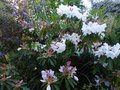 vignette Rhododendron Loderi King Georges majestueux et parfum au 13 04 14