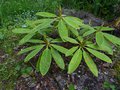 vignette Rhododendron Babylon hybride de Calophitum aux belles grandes feuilles au 13 04 14