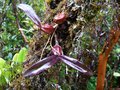 vignette Bulbophyllum cylindrocarpum