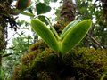 vignette Bulbophyllum sp.