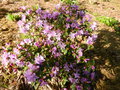 vignette Rhododendron 'Penheale blue'