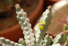 vignette Euphorbia debilispina