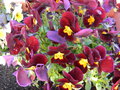vignette Viola cornuta bicolore