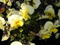 vignette Viola cornuta jaune