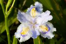 vignette Iris japonica