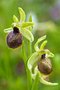 vignette Ophrys sphecodes