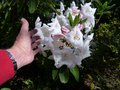 vignette Rhododendron Loderi King Georges gros plan parfum de l'norme fleur au 16 04 14