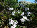 vignette Rhododendron Loderi King Georges immense (plus de 2m) au 16 04 14
