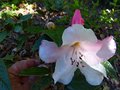 vignette Rhododendron Edgeworthii gros plan de sa magnifique fleur parfume au 16 04 14