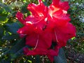 vignette Rhododendron Halfdan Lem gros plan au 16 04 14