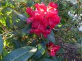 vignette Rhododendron Halfdan Lem aux trs belles grandes fleurs rouges au 16 04 14