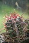 vignette Ferocactus gracilis