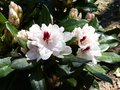 vignette Rhododendron Hachmann's Picobello aux grandes fleurs blanches ornes d'une grosse macule rouge au 17 04 14