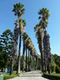 vignette Alle de Washingtonia