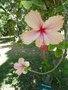 vignette Hibiscus rosa sinensis