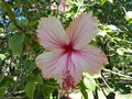 vignette Hibiscus rosa sinensis