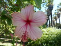 vignette Hibiscus rosa sinensis