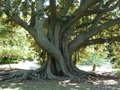 vignette Ficus macrophylla