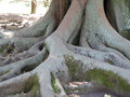 vignette Ficus macrophylla