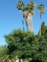 vignette Leucaena glauca = Leucaena leucocephala