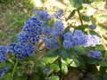 vignette Ceanothus arboreus 'therwithen blue'
