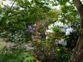 vignette Scne de Rhododendrons au 18 04 14