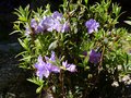 vignette Rhododendron Augustinii Blaney's blue au 16 04 14
