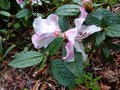 vignette Rhododendron Edgeworthii parfum au beau feuillage bull au 18 04 14