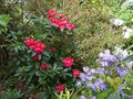 vignette Rhododendron Halfdan Lem bien accompagn au 19 04 14