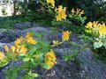 vignette Rhododendron Lingot d'or trs parfum au 19 04 14